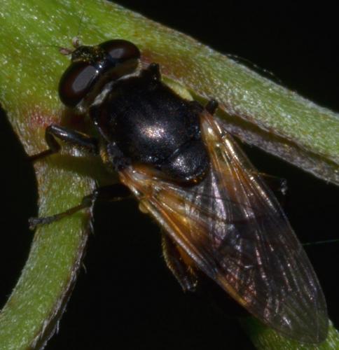 Myolepta sp.